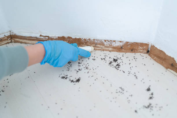Best Flea Control Services  in Delcambre, LA